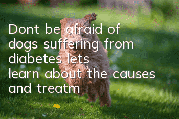 Don’t be afraid of dogs suffering from diabetes, let’s learn about the causes and treatment methods