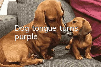 Dog tongue turns purple