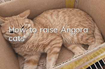How to raise Angora cats?