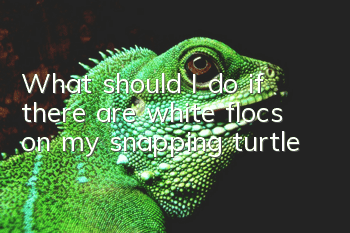 What should I do if there are white flocs on my snapping turtle?