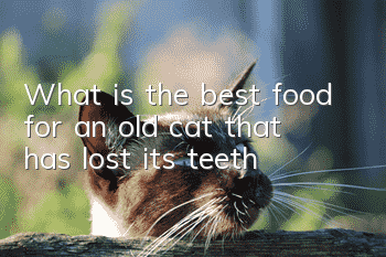 What is the best food for an old cat that has lost its teeth?