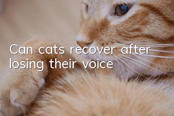 Can cats recover after losing their voice?