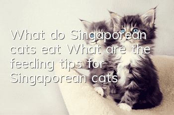 What do Singaporean cats eat? What are the feeding tips for Singaporean cats?