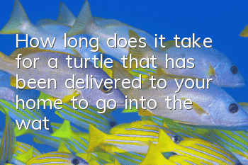 How long does it take for a turtle that has been delivered to your home to go into the water?