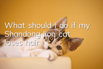 What should I do if my Shandong lion cat loses hair?