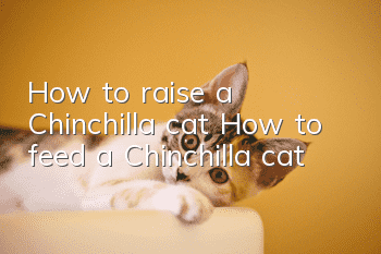 How to raise a Chinchilla cat? How to feed a Chinchilla cat?