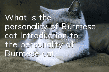What is the personality of Burmese cat? Introduction to the personality of Burmese cat