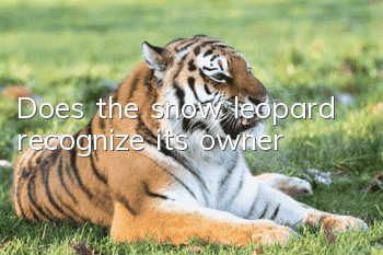 Does the snow leopard recognize its owner?