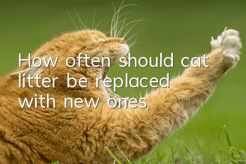 How often should cat litter be replaced with new ones?