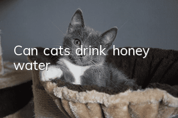Can cats drink honey water?