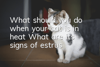 What should you do when your cat is in heat? What are its signs of estrus?