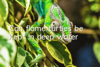 Can flame turtles be kept in deep water?