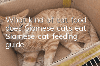 What kind of cat food does Siamese cats eat? Siamese cat feeding guide