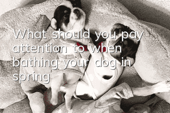 What should you pay attention to when bathing your dog in spring?