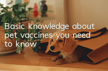 Basic knowledge about pet vaccines you need to know