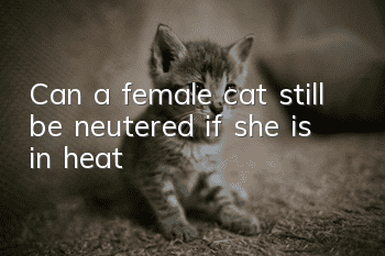 Can a female cat still be neutered if she is in heat?