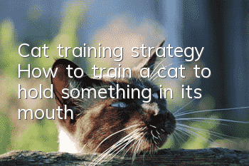 Cat training strategy: How to train a cat to hold something in its mouth?