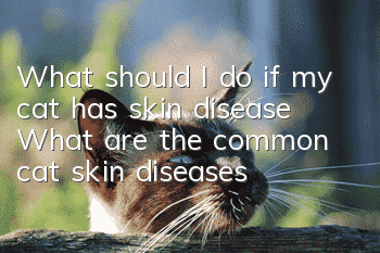 What should I do if my cat has skin disease? What are the common cat skin diseases?