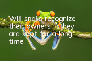 Will snails recognize their owners if they are kept for a long time?