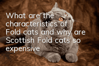 What are the characteristics of Fold cats, and why are Scottish Fold cats so expensive?