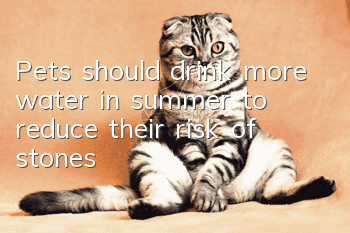 Pets should drink more water in summer to reduce their risk of stones!