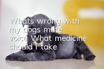 What's wrong with my dog's mute voice? What medicine should I take?