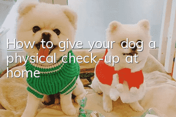 How to give your dog a physical check-up at home