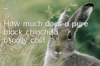 How much does a pure black chinchilla usually cost?