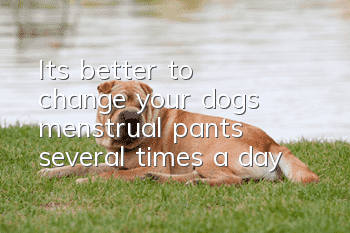 It’s better to change your dog’s menstrual pants several times a day