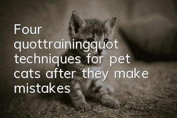 Four "training" techniques for pet cats after they make mistakes