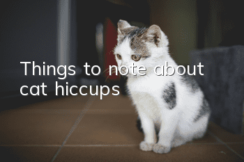 Things to note about cat hiccups!