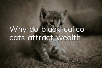 Why do black calico cats attract wealth?