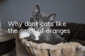 Why don’t cats like the smell of oranges?