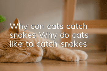Why can cats catch snakes? Why do cats like to catch snakes?