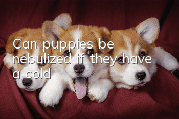 Can puppies be nebulized if they have a cold?