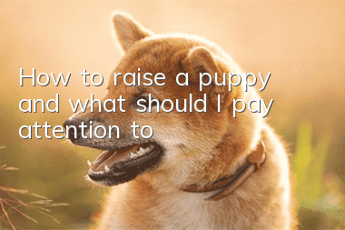 How to raise a puppy and what should I pay attention to?