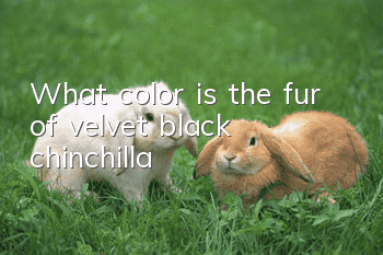 What color is the fur of velvet black chinchilla?