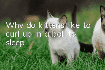 Why do kittens like to curl up in a ball to sleep?
