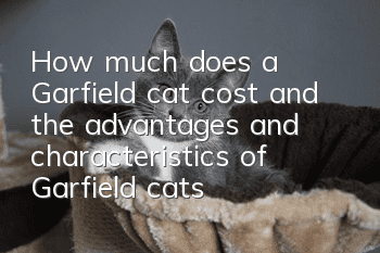 How much does a Garfield cat cost and the advantages and characteristics of Garfield cats