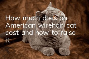 How much does an American wirehair cat cost and how to raise it?
