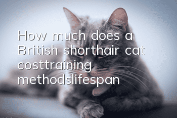 How much does a British shorthair cat cost_training methods|lifespan