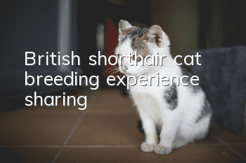 British shorthair cat breeding experience sharing