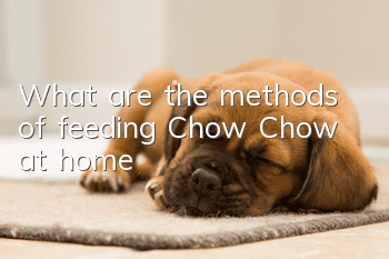 What are the methods of feeding Chow Chow at home?