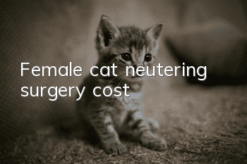 Female cat neutering surgery cost