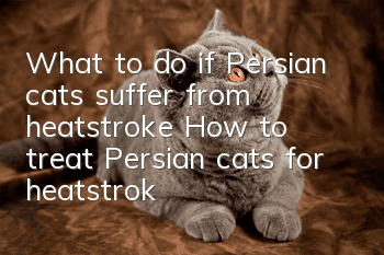 What to do if Persian cats suffer from heatstroke? How to treat Persian cats for heatstroke?
