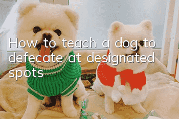How to teach a dog to defecate at designated spots?