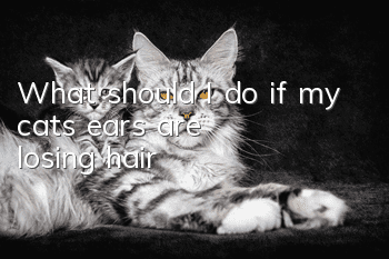 What should I do if my cat’s ears are losing hair?