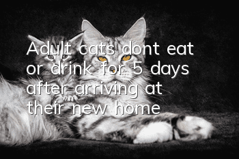 Adult cats don’t eat or drink for 5 days after arriving at their new home