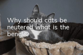 Why should cats be neutered? what is the benefit?
