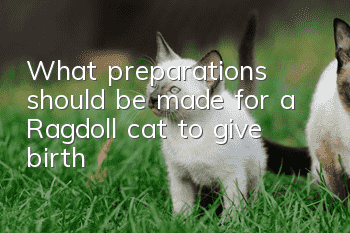 What preparations should be made for a Ragdoll cat to give birth?